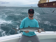 Scomberomorus cavalla