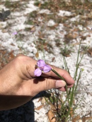 Callisia ornata