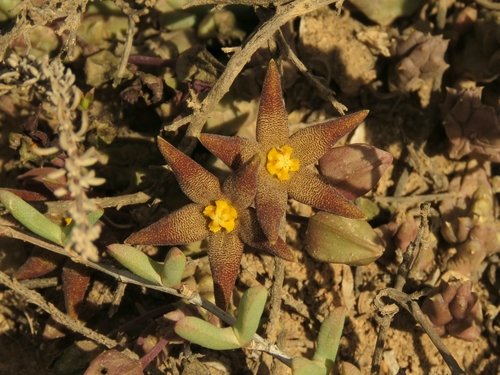 Ceropegia geminata