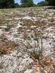 Callisia ornata