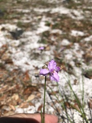 Callisia ornata
