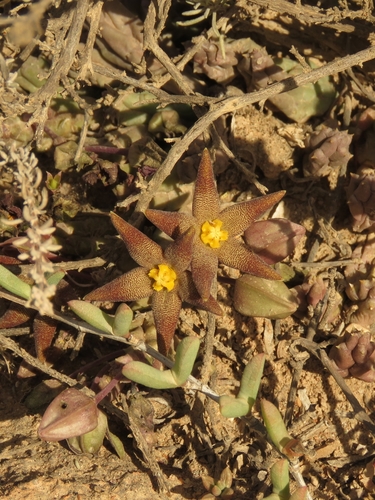 Ceropegia geminata