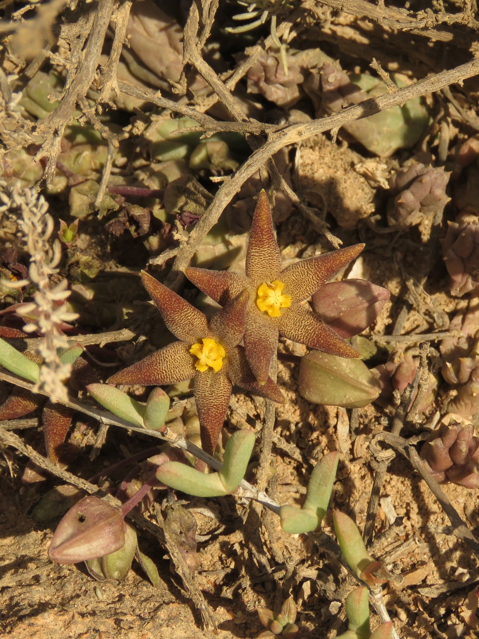 Stapelia geminata Masson 3