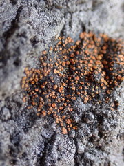 Polycauliona luteominia