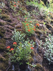 Castilleja hispida hispida