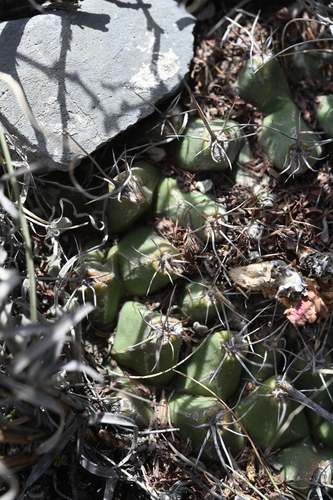 Thelocactus buekii