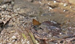 Ampittia virgata