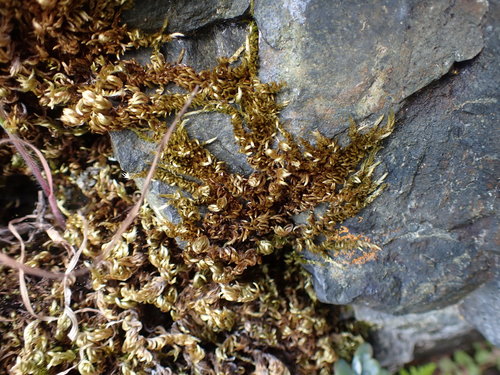 Image of Homalothecium aureum by no rights reserved