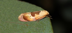 Hoplomorpha camelaea