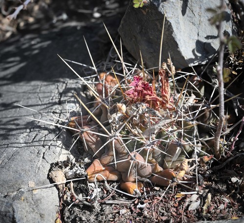 Thelocactus buekii