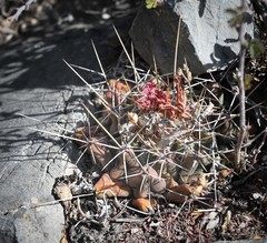 Thelocactus buekii