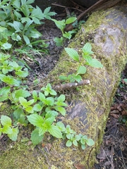 Erythranthe dentata