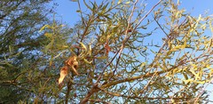 Acacia victoriae