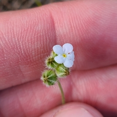 Plagiobothrys tenellus