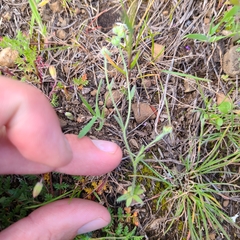 Plagiobothrys tenellus