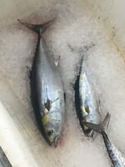Thunnus atlanticus