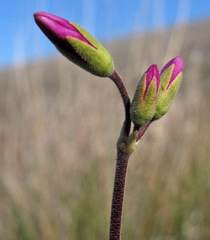 Primula pauciflora cusickii