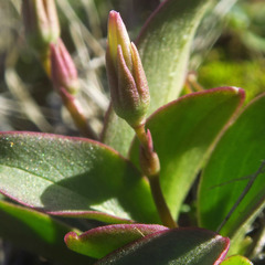 Primula pauciflora cusickii