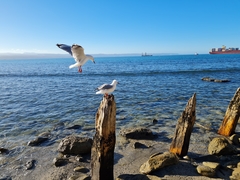 Chroicocephalus novaehollandiae scopulinus