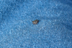 Dermacentor reticulatus