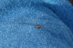 Dermacentor reticulatus