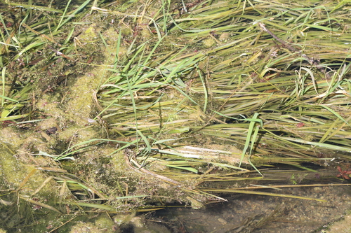Image of Zizania texana by (c) Reid Hardin, some rights reserved (CC BY)