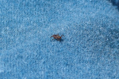 Dermacentor reticulatus