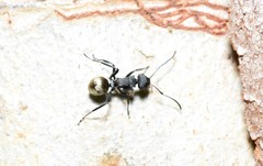Polyrhachis erato