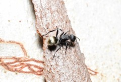 Polyrhachis erato