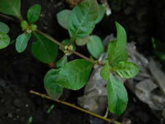 Alternanthera
