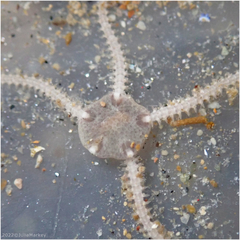 Amphipholis squamata