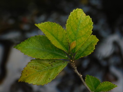 Acalypha siamensis