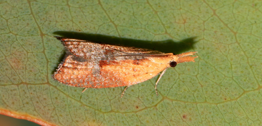 Syllomatia xythopterana