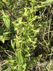 Habenaria novemfida
