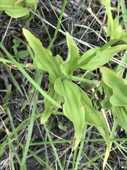 Habenaria novemfida