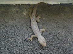 Hemidactylus frenatus