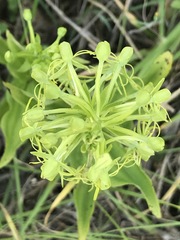 Habenaria novemfida