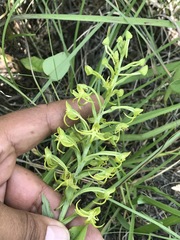 Habenaria novemfida