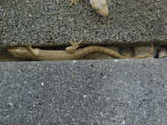 Hemidactylus frenatus