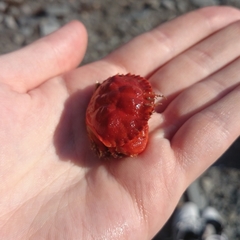 Glebocarcinus amphioetus