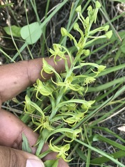 Habenaria novemfida