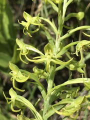 Habenaria novemfida