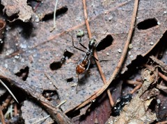 Iridomyrmex rubriceps