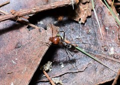 Iridomyrmex rubriceps