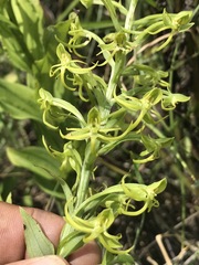 Habenaria novemfida