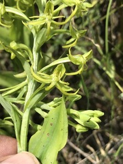Habenaria novemfida