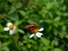 Phalerimeris phalerata