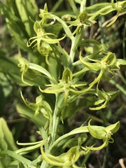 Habenaria novemfida