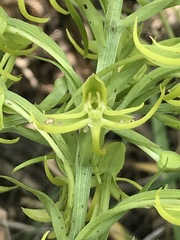 Habenaria novemfida