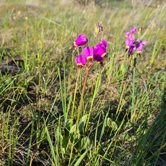 Primula poetica